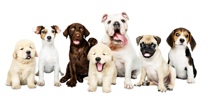 Pet Waste Removal Company in Indiana 7