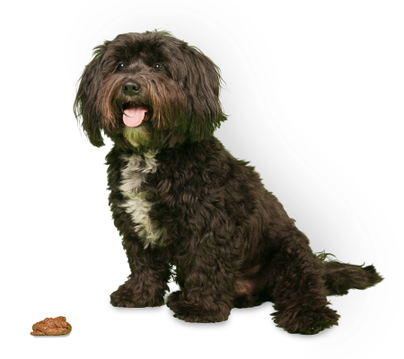 Pet Waste Removal Company in Cincinnati, OH