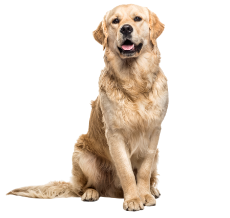 Pet Waste Removal in Cincinnati OH Services 4
