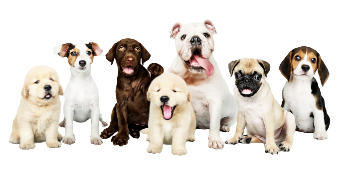 Pet Waste Removal in Cincinnati OH Services 5
