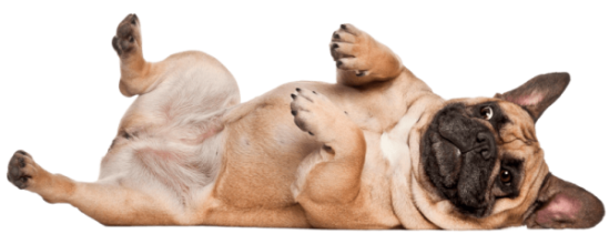 Pet Waste Removal in Cincinnati OH Services 6