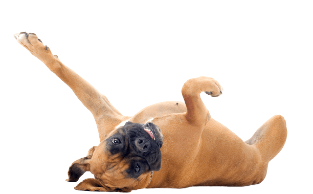 Pet Waste Removal in Cincinnati OH Services 7