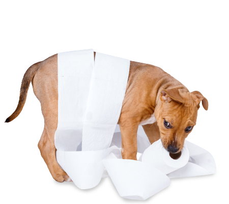 Top Rated Pet Waste Removal in Cincinnati OH